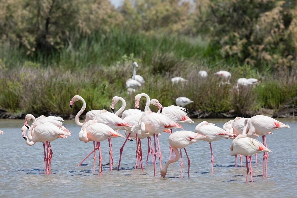 Un Nid En Camargue Bed and Breakfast Salin-de-Giraud Buitenkant foto